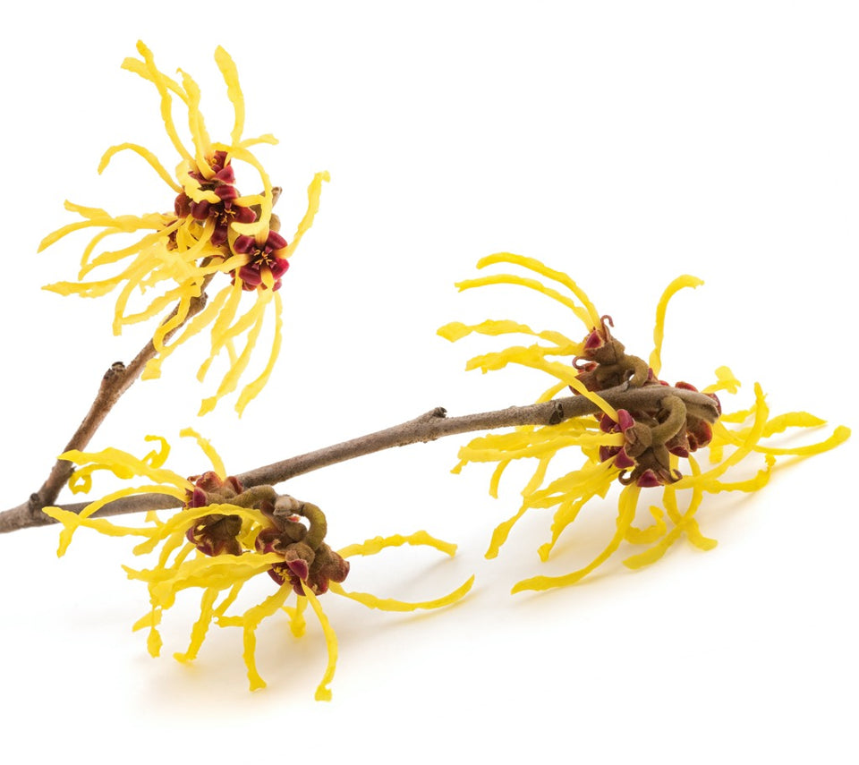 Virgin hamamelis extrakt in Keratin Diamond Orasey